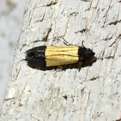 Anacampsis coverdalella