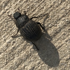 Phyllophaga cribrosa