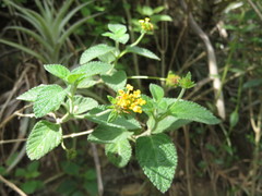 Lantana scabiosiflora