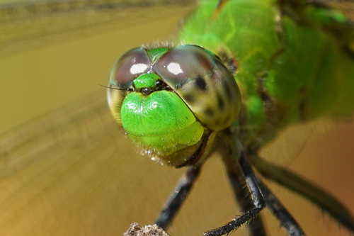 Great Pondhawk
