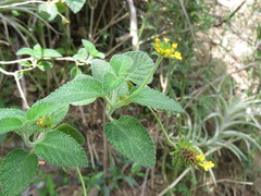 Lantana scabiosiflora