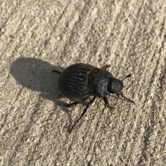 Phyllophaga cribrosa