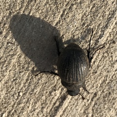 Phyllophaga cribrosa