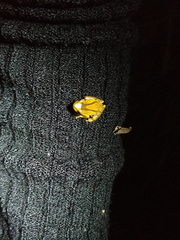 Dendropsophus minutus