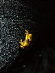 Dendropsophus minutus