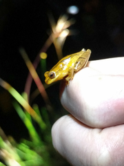 Dendropsophus minutus