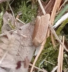 Aphelia viburnana