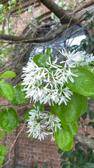 Chionanthus retusus