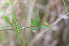 Zornia linearis