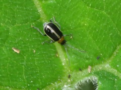 Isotes