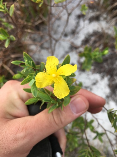 Arcadian St. johnswort (Hypericum edisonianum)