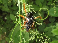 Ancistrosoma intermedium