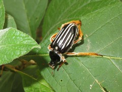 Ancistrosoma intermedium