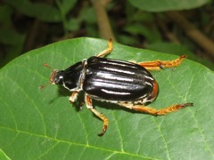 Ancistrosoma intermedium