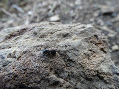 Ceratina cyanea
