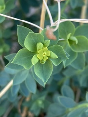Euphorbia schizoloba