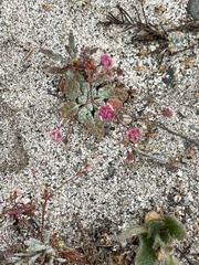 Eriogonum thurberi
