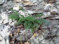 Asplenium aethiopicum