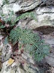 Asplenium aethiopicum