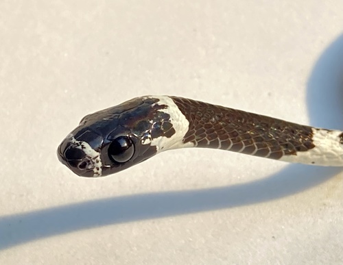 Catesby's Snail-eater, Dipsas catesbyi