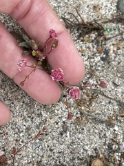 Eriogonum thurberi