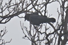 Corvus brachyrhynchos