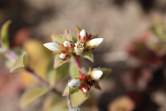 Crassula obovata