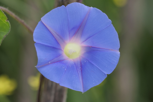 Japanese morning glory