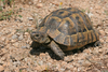 Greek Tortoise - Photo (c) Paul Cools, some rights reserved (CC BY-NC), uploaded by Paul Cools
