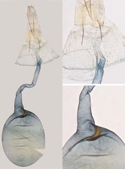 Blastodacna