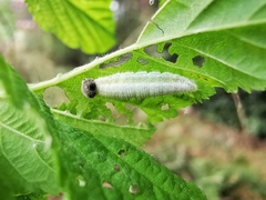 Abraximorpha davidii