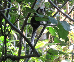 Callithrix geoffroyi