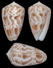 Conus arenatus
