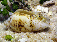 Conus arenatus