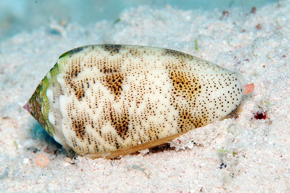 Sand-dusted Cone