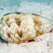 Conus arenatus - Photo 由 uwkwaj 所上傳的 (c) uwkwaj，保留部份權利CC BY-NC