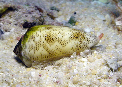 Conus arenatus