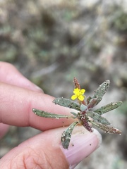 Camissoniopsis lewisii