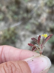 Camissoniopsis lewisii