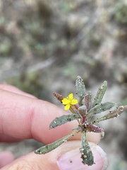 Camissoniopsis lewisii