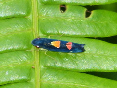 Pachitea subflava