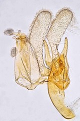 Blastodacna