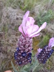 Lavandula stoechas