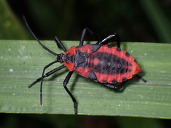 Piezogaster rubropictus