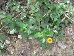 Lantana scabiosiflora