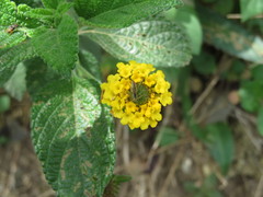 Lantana scabiosiflora