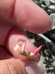 Lotus bryantii