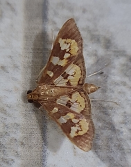 Prenesta fenestrinalis