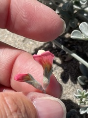 Lotus bryantii