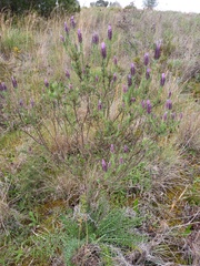 Lavandula stoechas